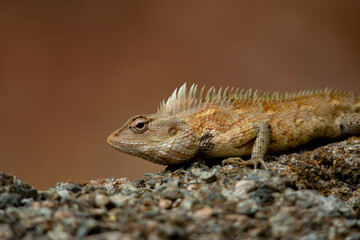 Chameleon