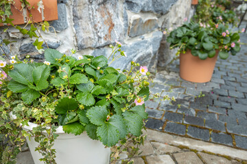 Two potted plants with green leaves and pink flowers sit on a brick walkway