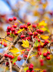 Red fruits of hawthorn on a tree, close-up. Crataegus berries, commonly called forest hawthorn.