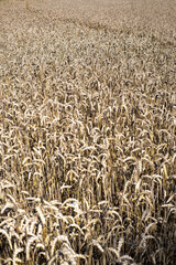 Ripe ears of grain ready for harvest
