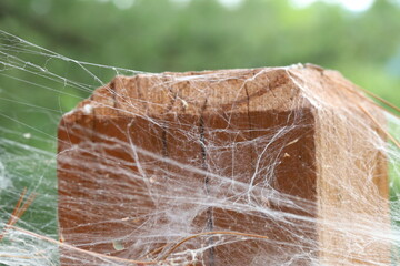 Spooky spider webs