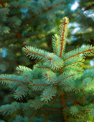 Fir branches close-up. Coniferous trees in the forest. Winter Christmas background. Christmas background, beautiful nature