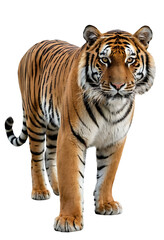 Obraz premium A majestic tiger stands alert, its piercing gaze fixed on the viewer, isolated on a white background. Perfect for wildlife articles, conservation campaigns, or designs symbolizing strength and power.
