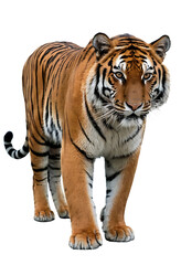 Obraz premium A majestic tiger stands alert, its piercing gaze fixed on the viewer, isolated on a white background. Perfect for wildlife articles, conservation campaigns, or designs symbolizing strength and power.