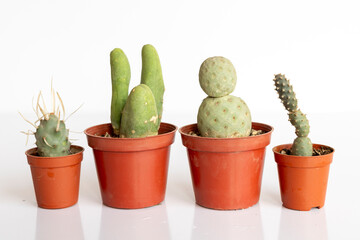 Trichocereus,Tephrocactus geometricus, Tephrocactus articulatus and paper spine cactus isolated on white background