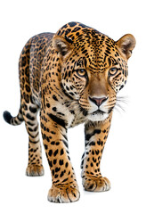 Obraz premium A powerful jaguar strides forward, its captivating gaze fixed on the viewer, isolated on a white background. Ideal for wildlife articles, conservation campaigns, or designs symbolizing strength and st