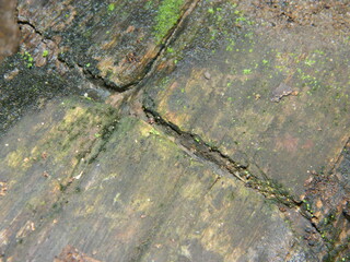 Tree Bark. Scratchy Pattern. Abstract Grainy Background.