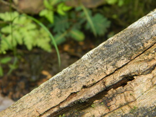 Tree Bark. Scratchy Pattern. Abstract Grainy Background.