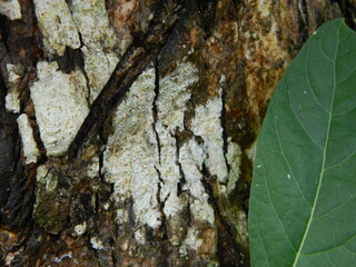 Tree Bark. Scratchy Pattern. Abstract Grainy Background.