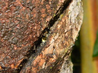 Tree Bark. Scratchy Pattern. Abstract Grainy Background.
