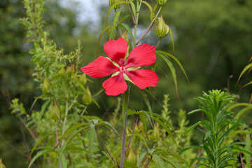 モミジアオイの大きな花