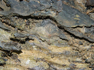 Obraz premium Tree Bark. Scratchy Pattern. Abstract Grainy Background.