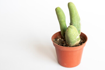 Penis cactus trichocereus isolated on white background with copy space