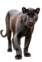Obraz premium A sleek black panther stands alert, its piercing yellow eyes focused intently, isolated on a white background. Perfect for wildlife articles, conservation campaigns, or designs symbolizing power and m