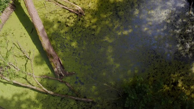 Swamp in Louisiana slow aerial shot of marsh mog.