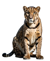 Fototapeta premium portrait of a tiger isolated, leopard on white