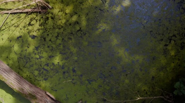 Swamp in Louisiana slow aerial shot of marsh mog.
