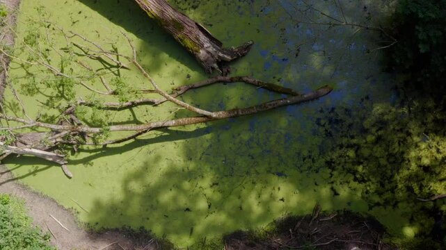 Swamp in Louisiana slow aerial shot of marsh mog.