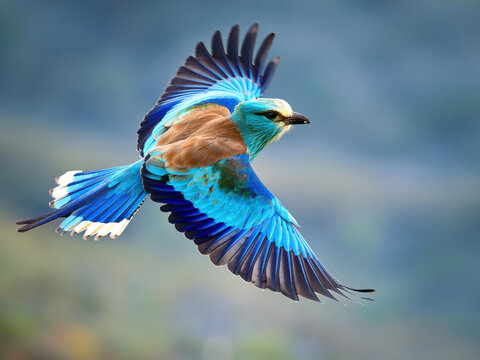 colourful bird flying 