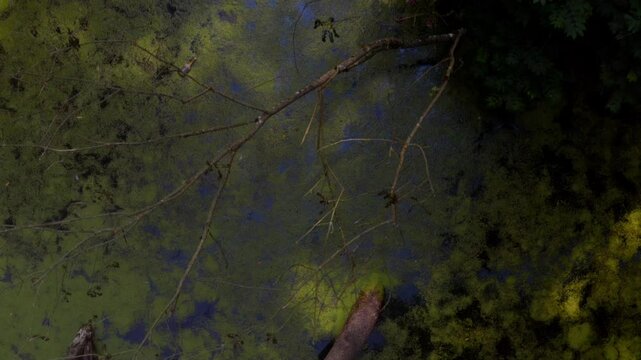 Swamp in Louisiana slow aerial shot of marsh mog.