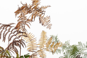 Abstract natural arty brown golden and red autumn coloured bracken fern against a clean white misty sky background