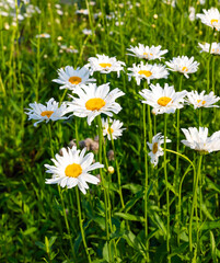 white daisies in the meadow