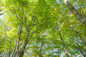 美しい新緑