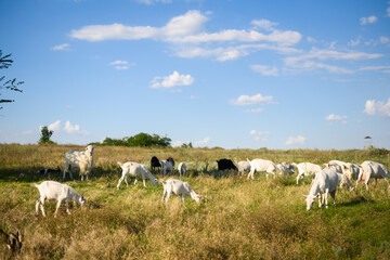 Fototapeta premium a herd of goats grazing in a meadow, farming
