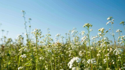 Field of blooming white flowers in buckwheat field under clear blue sky