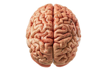 Human brain isolated on transparent background