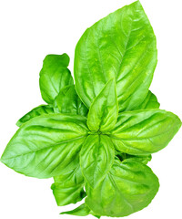 허브 바질 식물