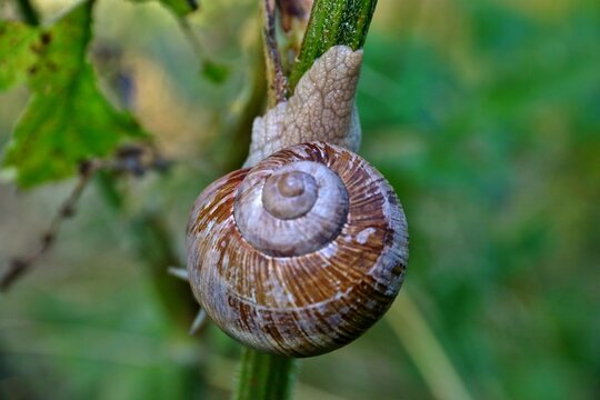 Escargot de Bourgogne.