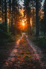 Obraz premium A sun is shining through the trees, casting a warm glow on the road. The scene is peaceful and serene, with the sun's rays creating a beautiful and calming atmosphere