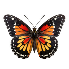 Fototapeta premium monarch butterfly in cartoon style
