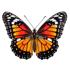 Fototapeta premium monarch butterfly in cartoon style