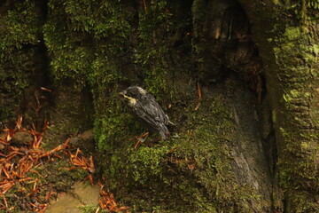 a small chick on a root among the moss in the Bieszczady Mountains