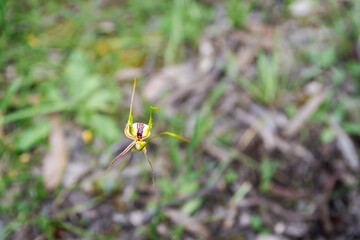 Caladenia longicauda, White Spider Orchid, Kuitpo Forest, South Australia