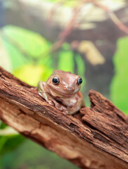 An Australian tree frog sits on the bark of a tree. The frog turns around and looks at the camera.