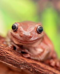 An Australian tree frog sits on the bark of a tree. The frog turns around and looks at the camera.