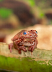 An Australian tree frog sits on the bark of a tree. The frog turns around and looks at the camera.