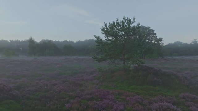 Aerial view of heather and purple fog at sunrise, Bakkeveen, Friesland, Netherlands.
