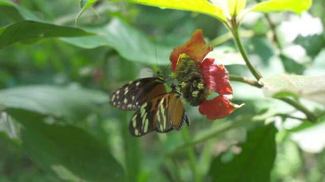 Two lovely butterflies on a tropical flower. Heliconius Ismenius, the tiger longwing butterflies. Fauna of Costa Rica