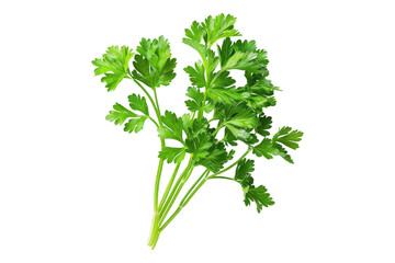 Parsley isolated on transparent background