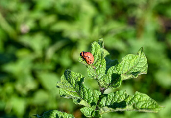 Larvae of potato beetle eating leaves. Colorado Potato Beetle on leaf of a potato. Potato bug on green leaves in the field. Leptinotarsa Decemlineata. 