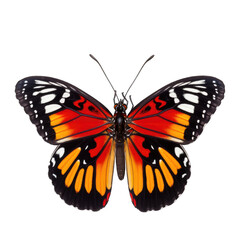Fototapeta premium monarch butterfly in cartoon style