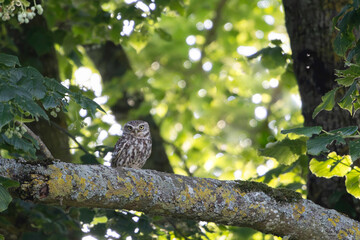 Little Owl Athene noctua in an oak-tree in the evening