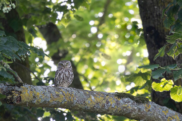 Little Owl Athene noctua in an oak-tree in the evening