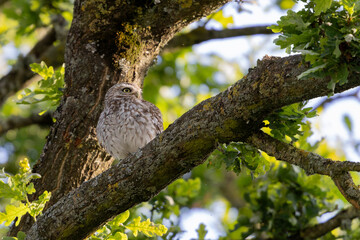 Little Owl Athene noctua in an oak-tree in the evening