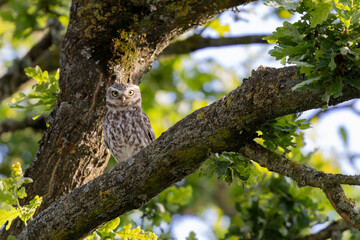Little Owl Athene noctua in an oak-tree in the evening