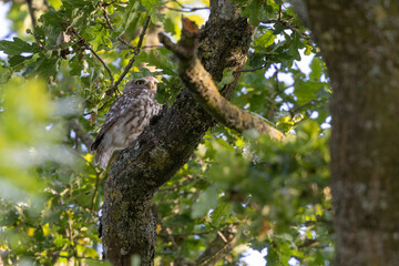 Little Owl Athene noctua in an oak-tree in the evening